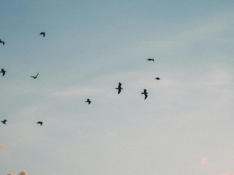 Перелетные птицы начали улетать из Подмосковья на зимовку