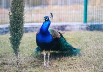 У пары павлинов в зоопарке Белгорода появились два цыпленка
