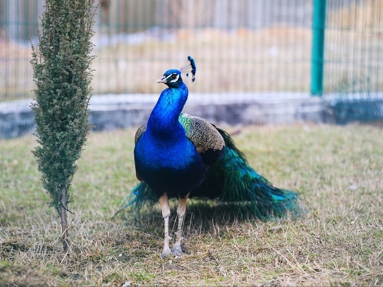 В белгородском зоопарке рассказали о пополнении в семье павлинов