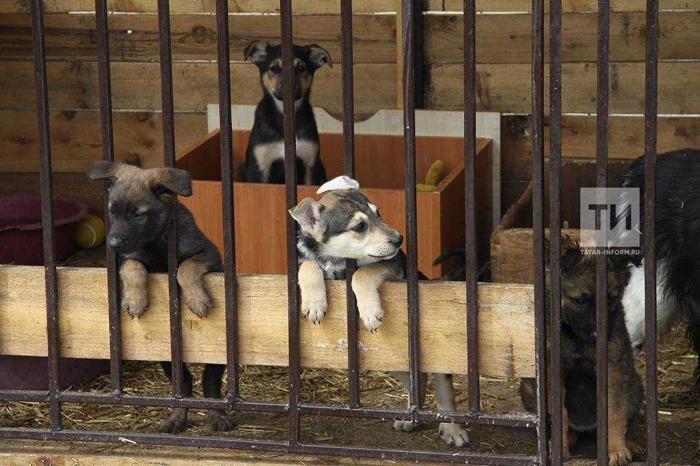 Регистрация приюта. Азира приют для животных в Набережных Челнах. Приют для бездомных собак в Москве. Собачий приют в Казани. Приют бездомных животных Казань.