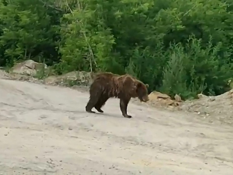 В Томской области медведь повредил автомобиль на вертодроме Колпашево