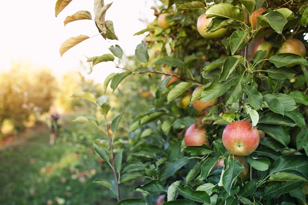 Хватит на всю зиму: 10 сортов яблок, дающих большой урожай