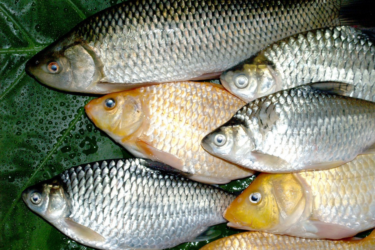 В Пучеже произошёл массовый мор рыбы в реке Пушавка, причины бедствия неизвестны