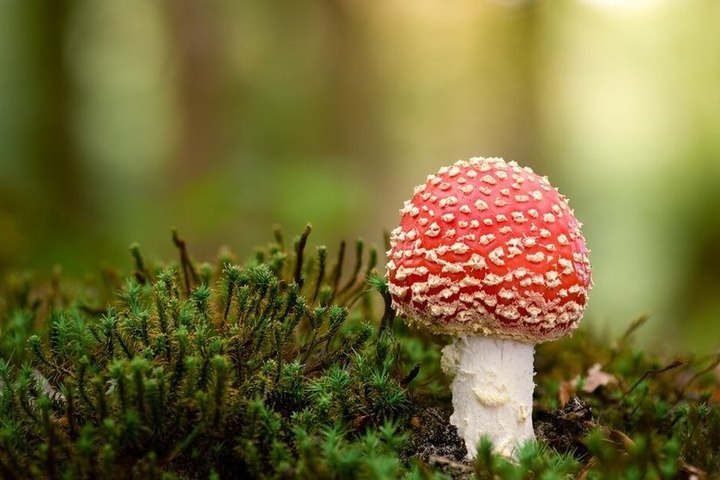 За текущий год в Орловской области грибами отравились 3 местных жителя