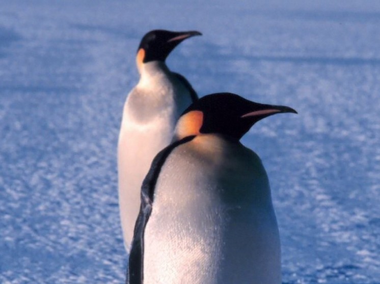 Ученые предупредили об угрозе исчезновения императорских пингвинов в Антарктиде