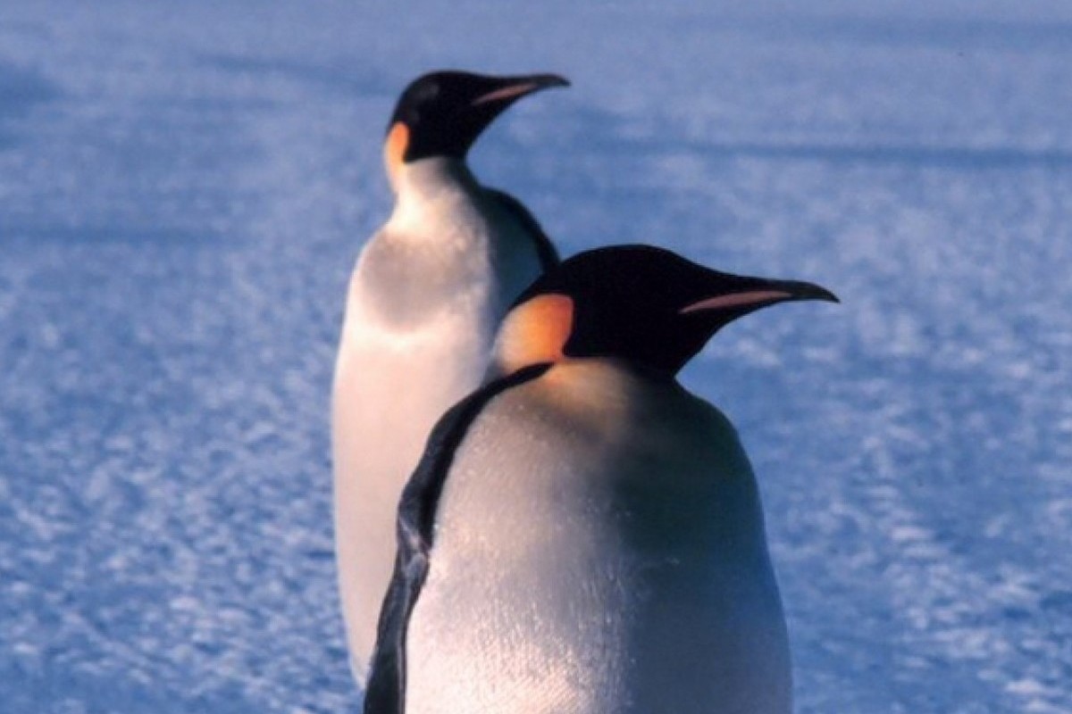 Scientists warn of endangered emperor penguins in Antarctica
