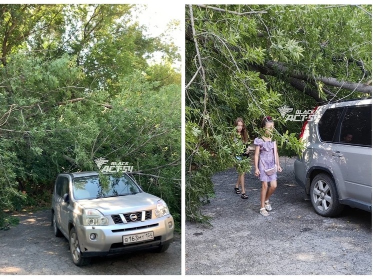 В Новосибирске соседский клен упал на припаркованный во дворе дома Nissan