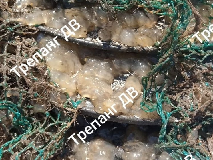 Урожаи морского гребешка погибли в Хасанском округе Приморья