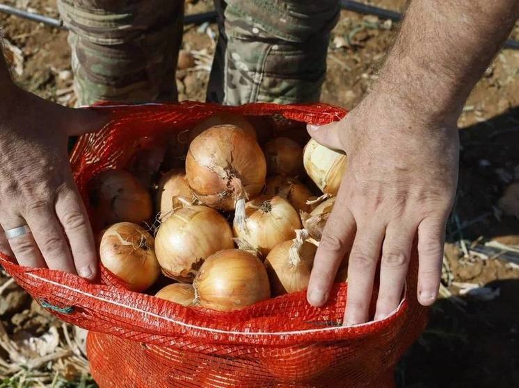 Аграрии региона строят овощехранилища