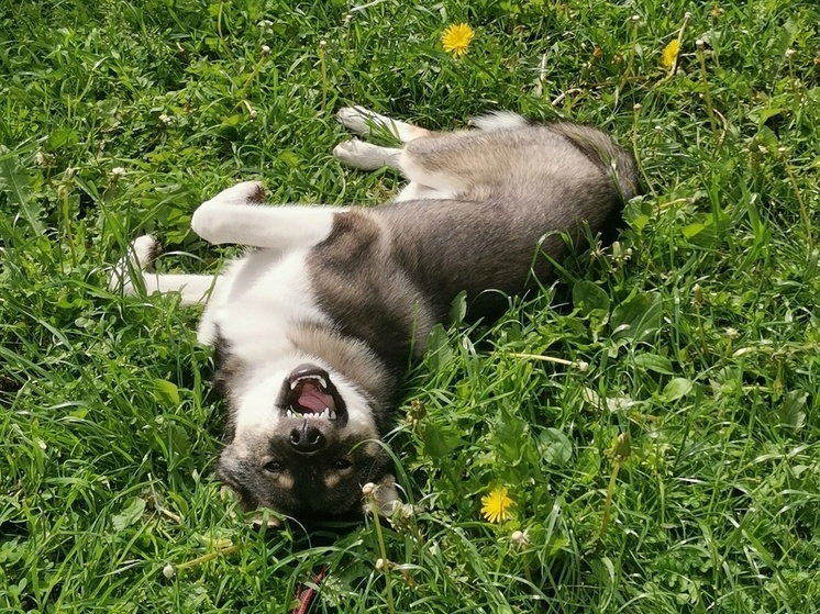 Организаторы кинофестиваля в Петрозаводске (16+) накормят бездомных животных