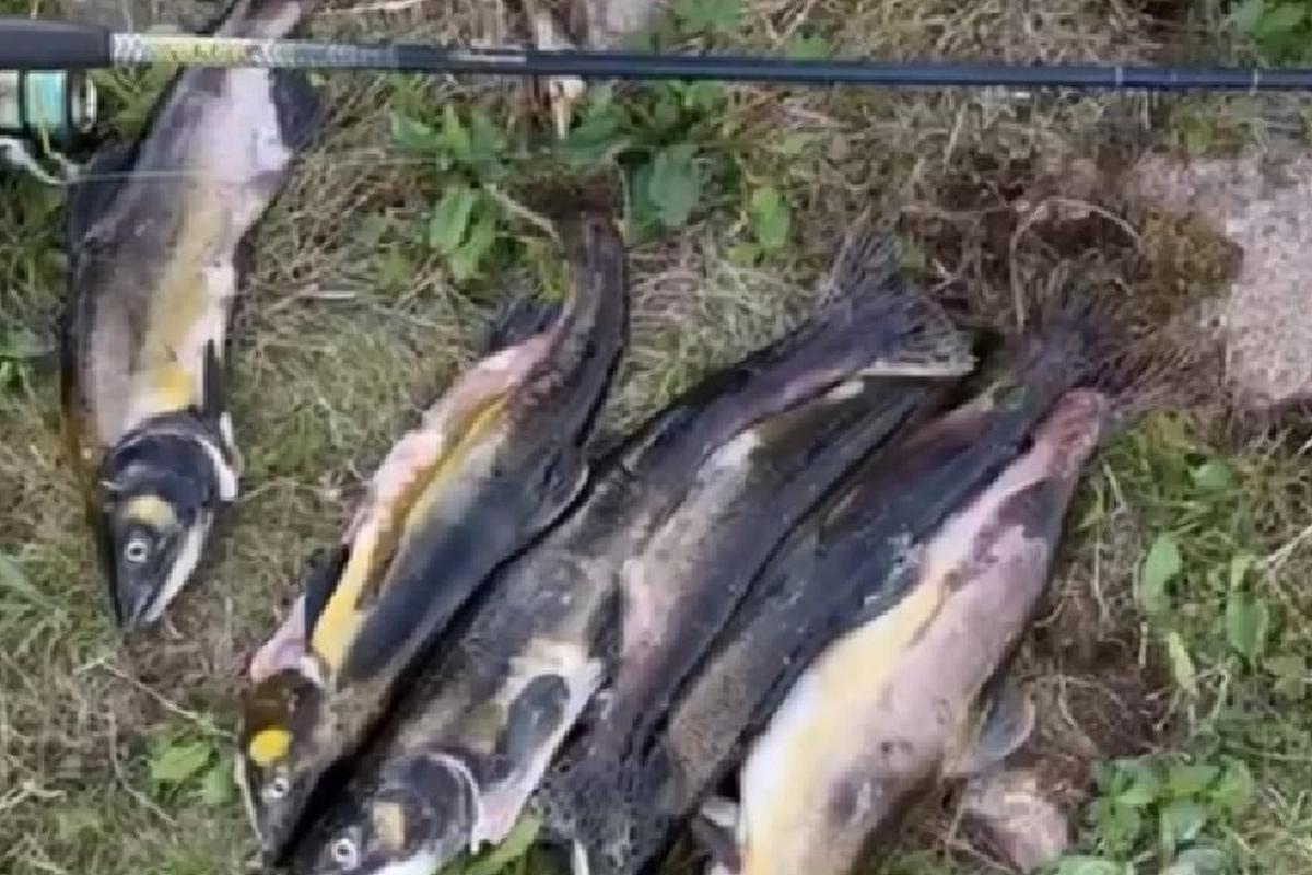 Два рыбака попались на незаконной ловле горбуши на реке Воронья
