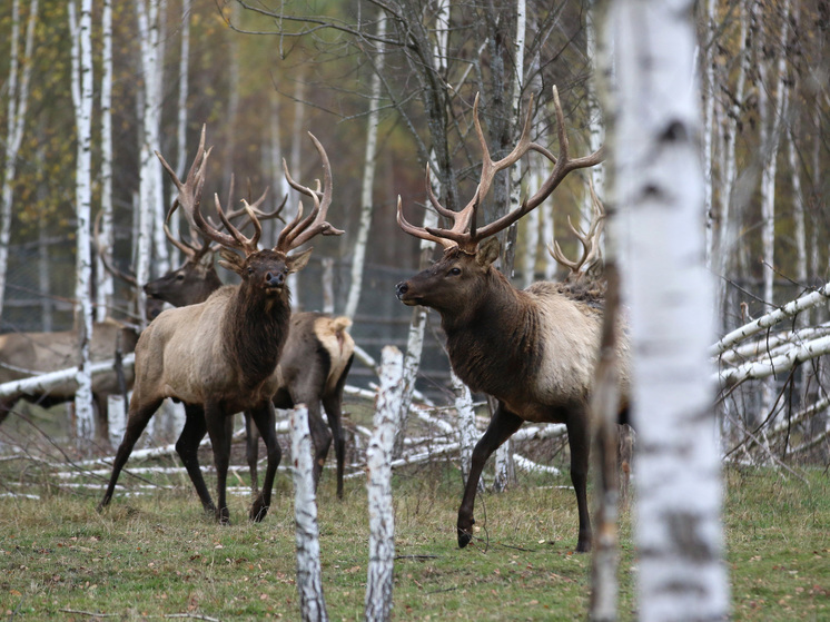 В Норвегии начали убивать возвращающихся из России оленей