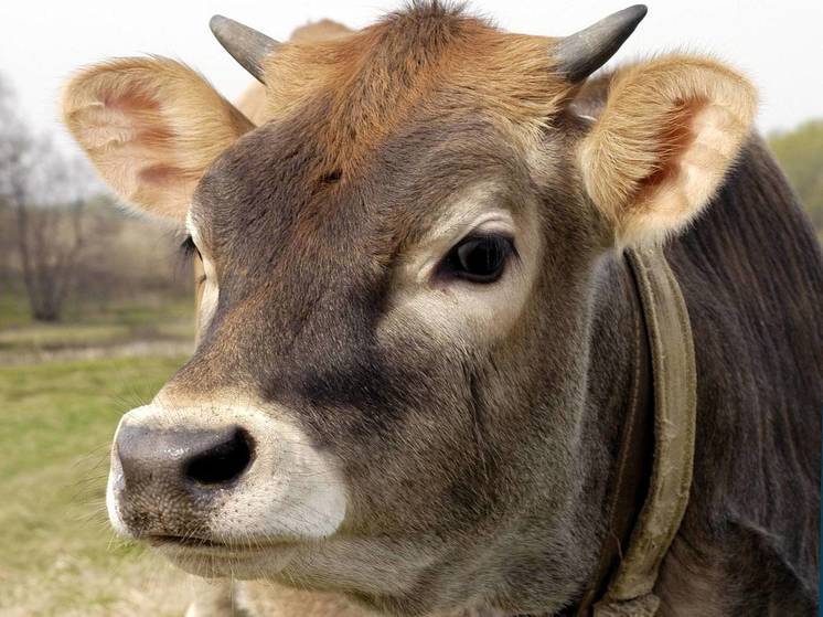 Подмосковная корова усыновила индийского буйволенка