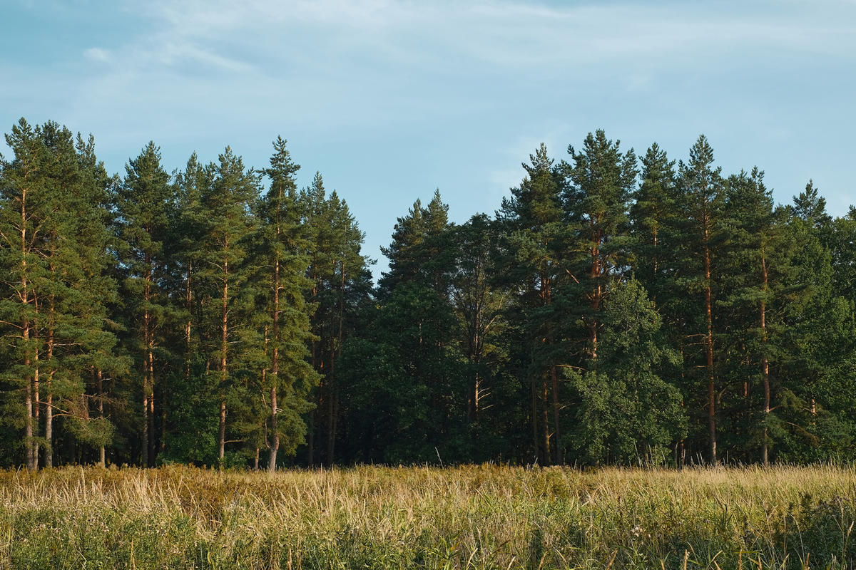 В Новгородской области план по лесовосстановлению выполнен на 87 процентов