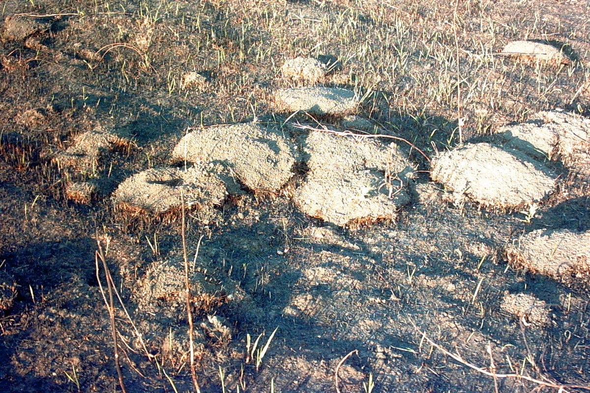 Опель в саратовской области