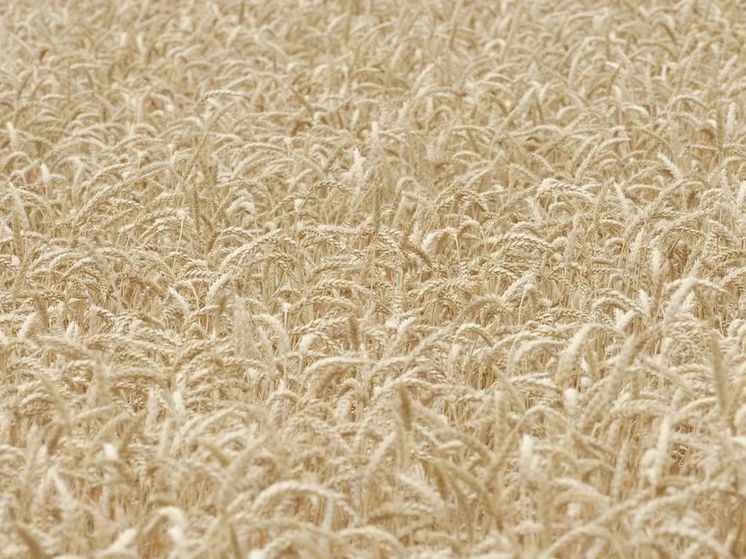 Турция разъяснила недостатки альтернативных маршрутов доставки зерна