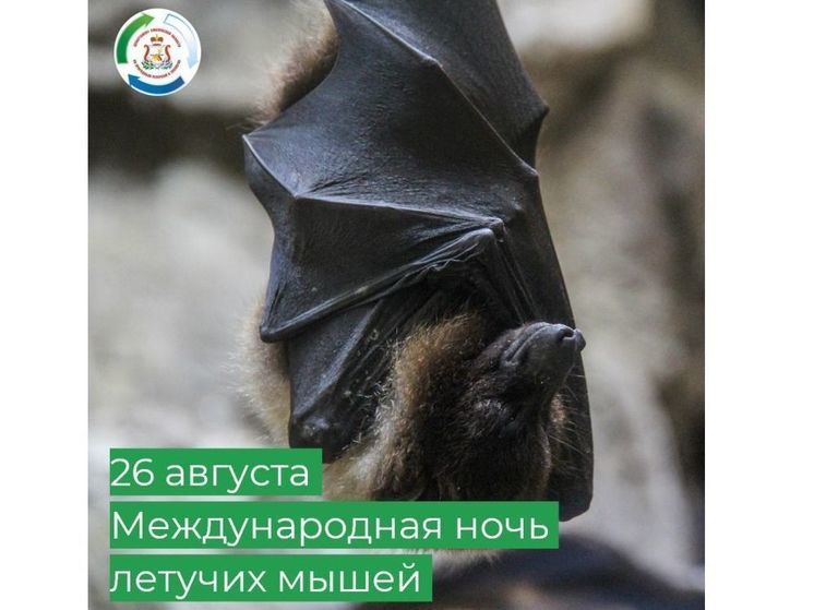 Международная ночь летучих мышей 20 сентября. Международная ночь летучих мышей 20 сентября