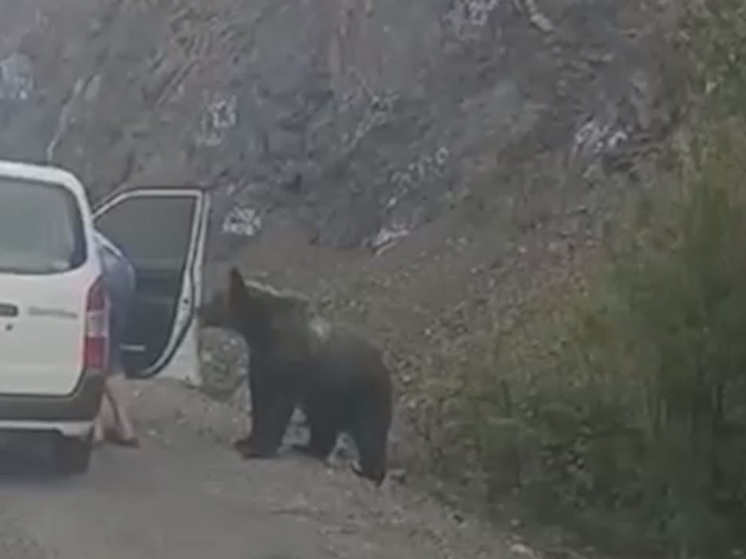 В Хабаровском крае очень смелый мужчина покормил очень терпеливого медведя