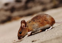 Жители подмосковных городов в конце лета стали все чаще жаловаться на огромное количество крыс