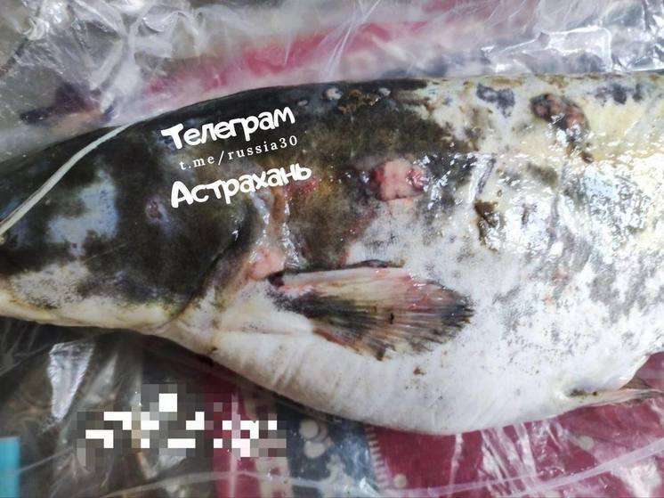 Астраханцы обеспокоены наростами на теле пойманной рыбы