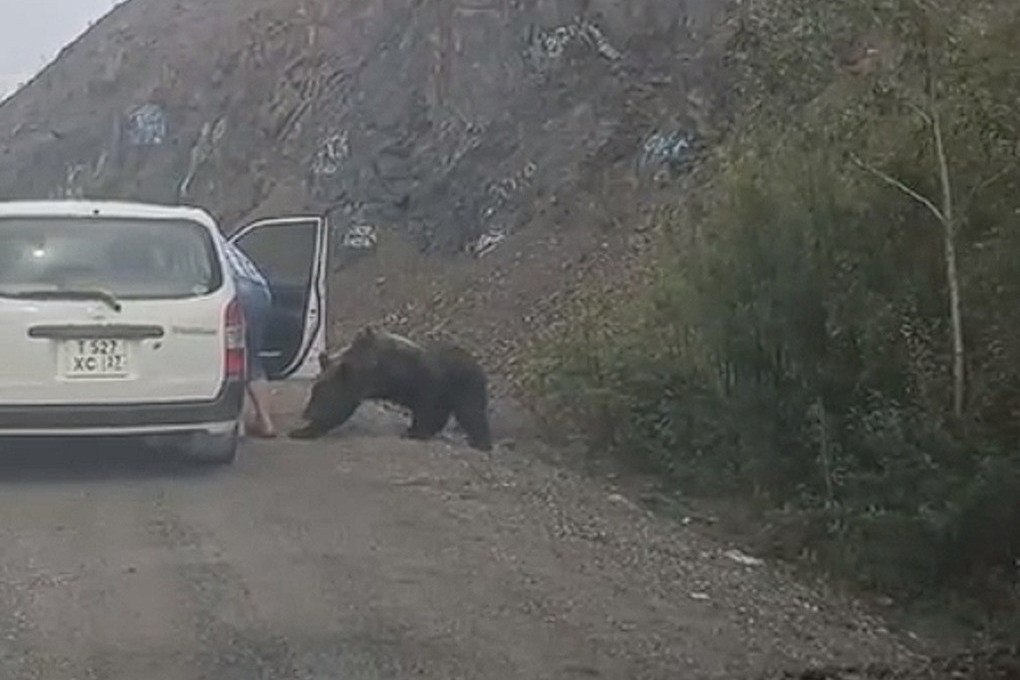 Медвежата на трассе