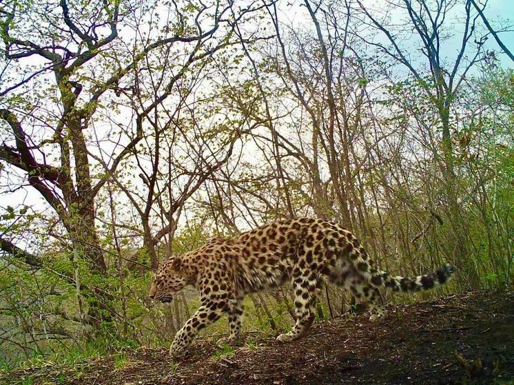 Фотоловушка «Земли леопарда» в Приморье запечатлела самку леопарда Leo 166F