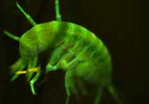 Дайверы алтайского заповедника впервые обнаружили в глубинах Телецкого озера биолюминесцентных гаммарусов