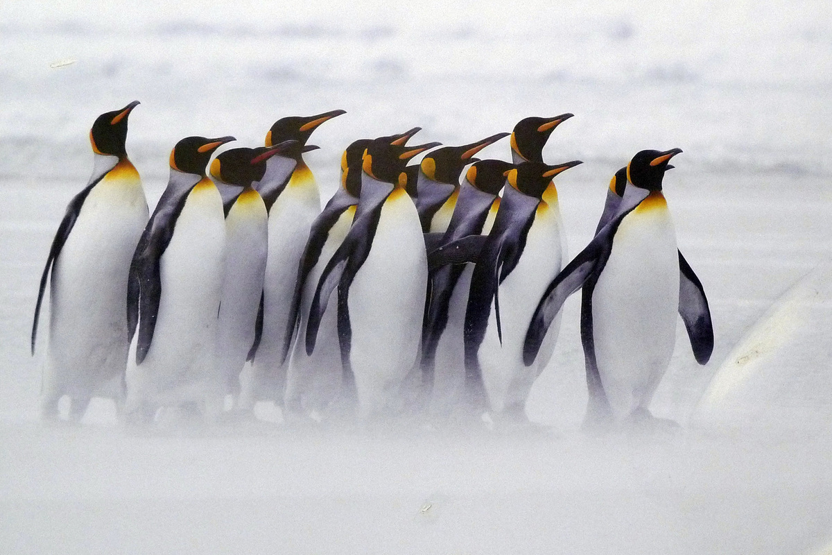 Emperor penguins predicted disaster due to the sharp melting of Antarctic ice