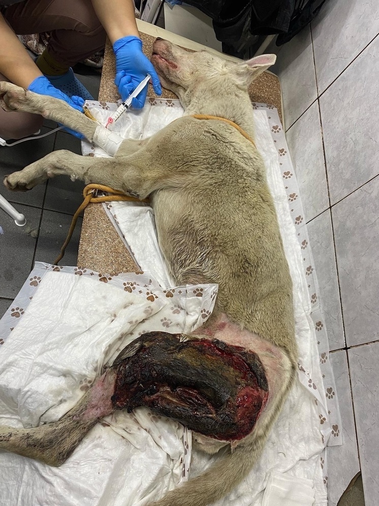 Собаку со снятой шкурой нашли в Кузбассе