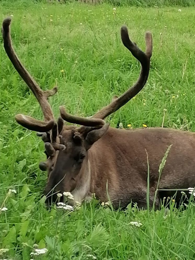 Россельхознадзор проверил условия жизни оленя возле отеля в Карелии