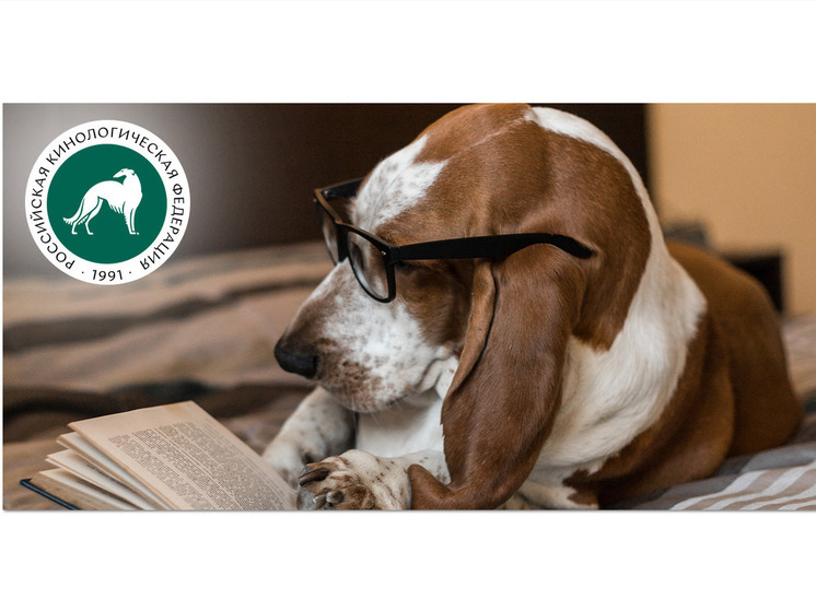 Этикет собаковода: воспитанная собака в городе