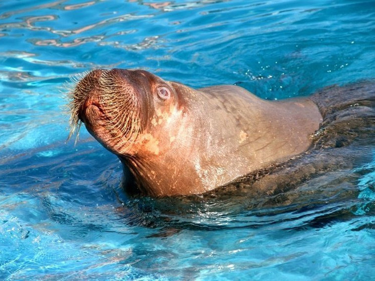 В зоопарке Ижевска завершился ремонт вольера моржей