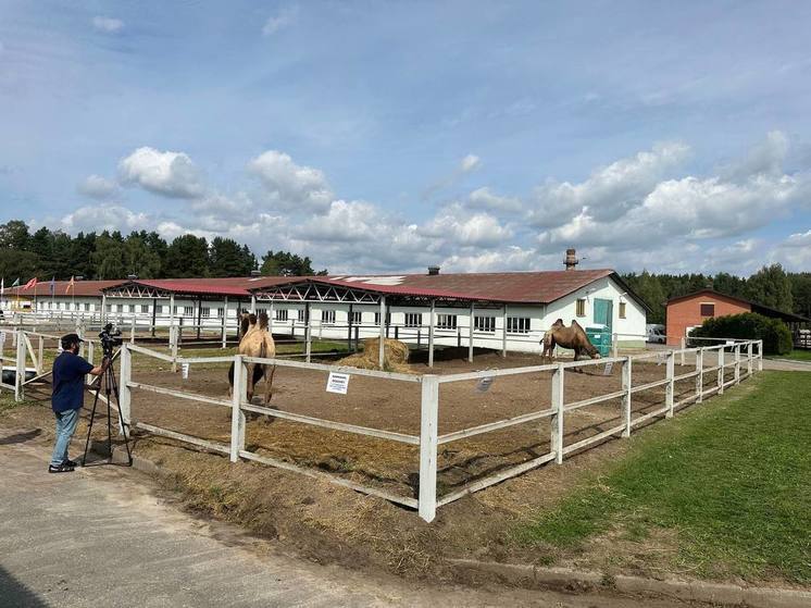 Верблюды из Калмыкии переехали на ПМЖ в Беларусь