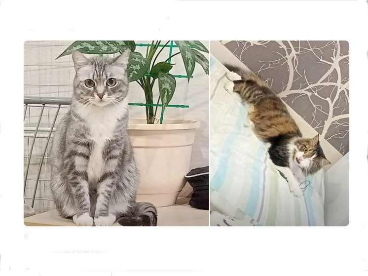 Мурманчанка ищет кота и кошку, сбежавших из разбитой машины после ДТП в Карелии