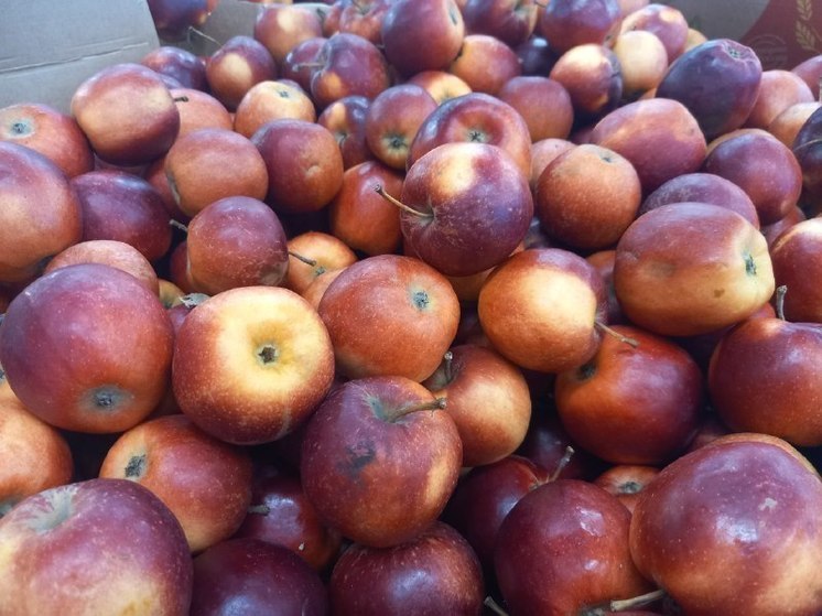 Хабаровчан просят поделиться яблоками с питомцами зоосада