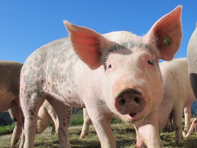 Состоялся суд над организаторами "свинской" акции в центре Абакана