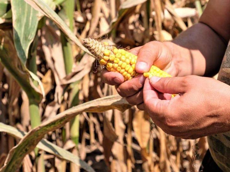 На Кубани начали убирать подсолнечник и кукурузу