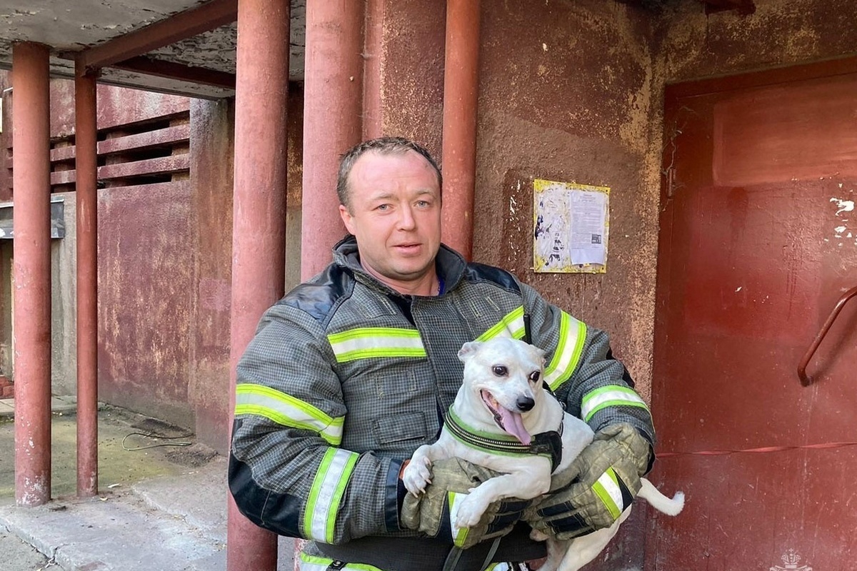 Пса Бима спасли из пожара в Череповце