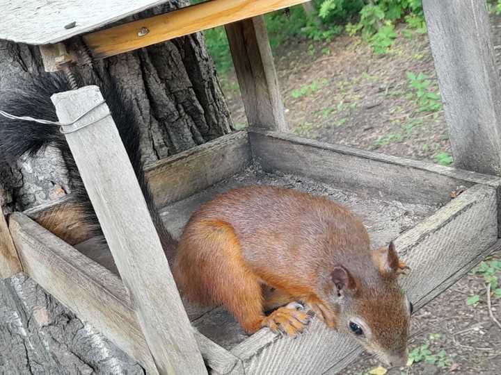 Укус белки. Агрессивная белка. Белка укусила. Может ли белка укусить человека.