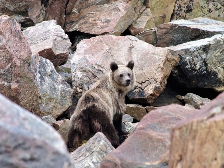 Полинявшая медведица Шушуня поселилась на границе с Карелией