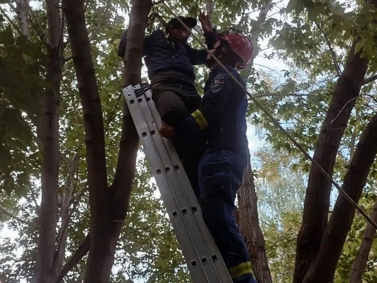 12-летний житель Сарапула застрял на дереве