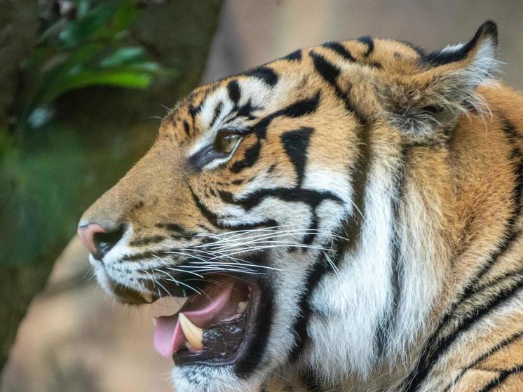 In Primorye, a driver killed a Red Book Amur tiger cub in Primorye