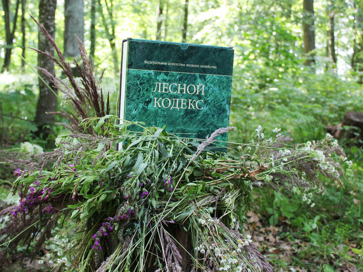 Договор аренды лесных земель могут расторгнуть по решению суда
