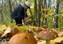 В Дмитровском районе Московской области пожилой мужчина утром 29 августа отправился в лес за грибами и обнаружил человеческие останки