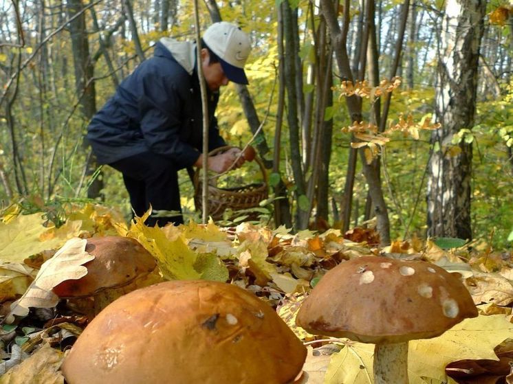 Подмосковный грибник нашел в лесу скелет человека