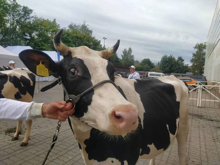 В Ленобласти проходит выставка племенного скота «Белые ночи»