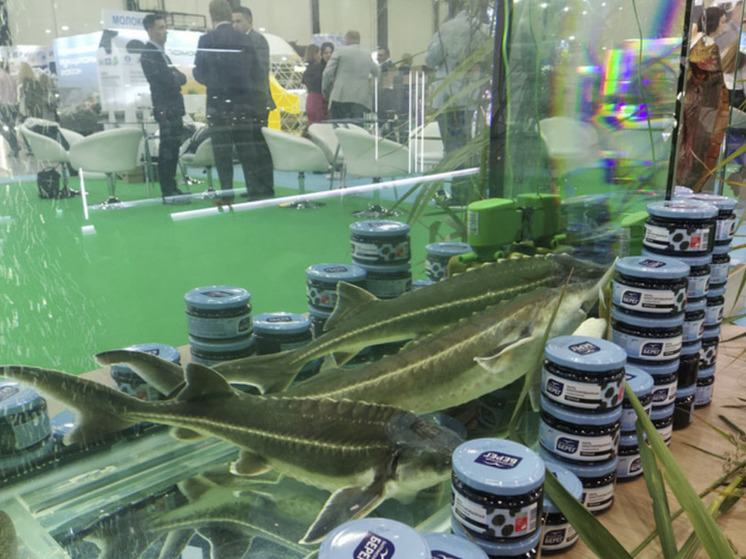 Власти Ленобласти рассказали о соглашениях с производителями рыбной продукции