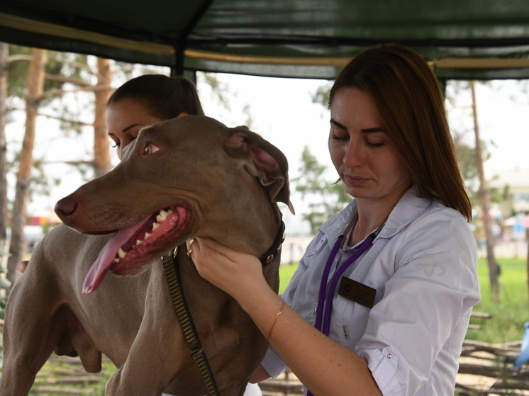 День ветеринарного работника: картинки и открытки с поздравлениями