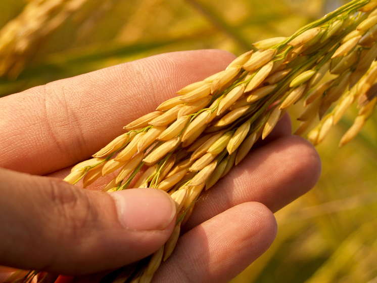 В Приморье почти половина урожая зерновых культур оказалась затоплена