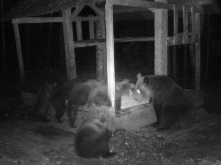 У медведицы из Килемарского района родились 5 медвежат